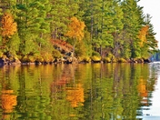 Three birch trees on a bank.
