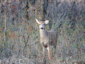 Caring yet unsure eyes