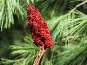 Staghorn Sumac Seed Cone 