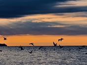 Cormorants Skim Water