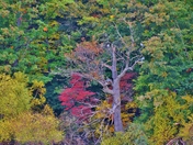 Blue Heron Tree surrounded by Fall colours.