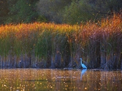 Great Egret