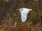 Great Egret in Flight