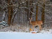 A little pumpkin in the diet