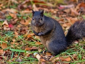 Squirrel Posing For A Picture