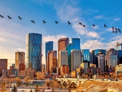 Geese Flying Over Calgary
