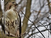 Red Tail with lunch