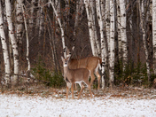 Like Mother Like Daughter