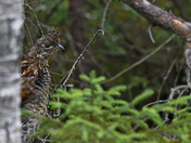 Ruffed Grouse