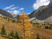 Larch Season