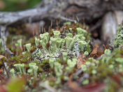 Pixie Cup Lichens