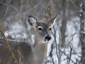 Portrait of a Doe