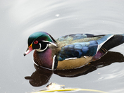 Wood Duck Portrait