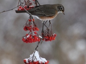 Robin in November