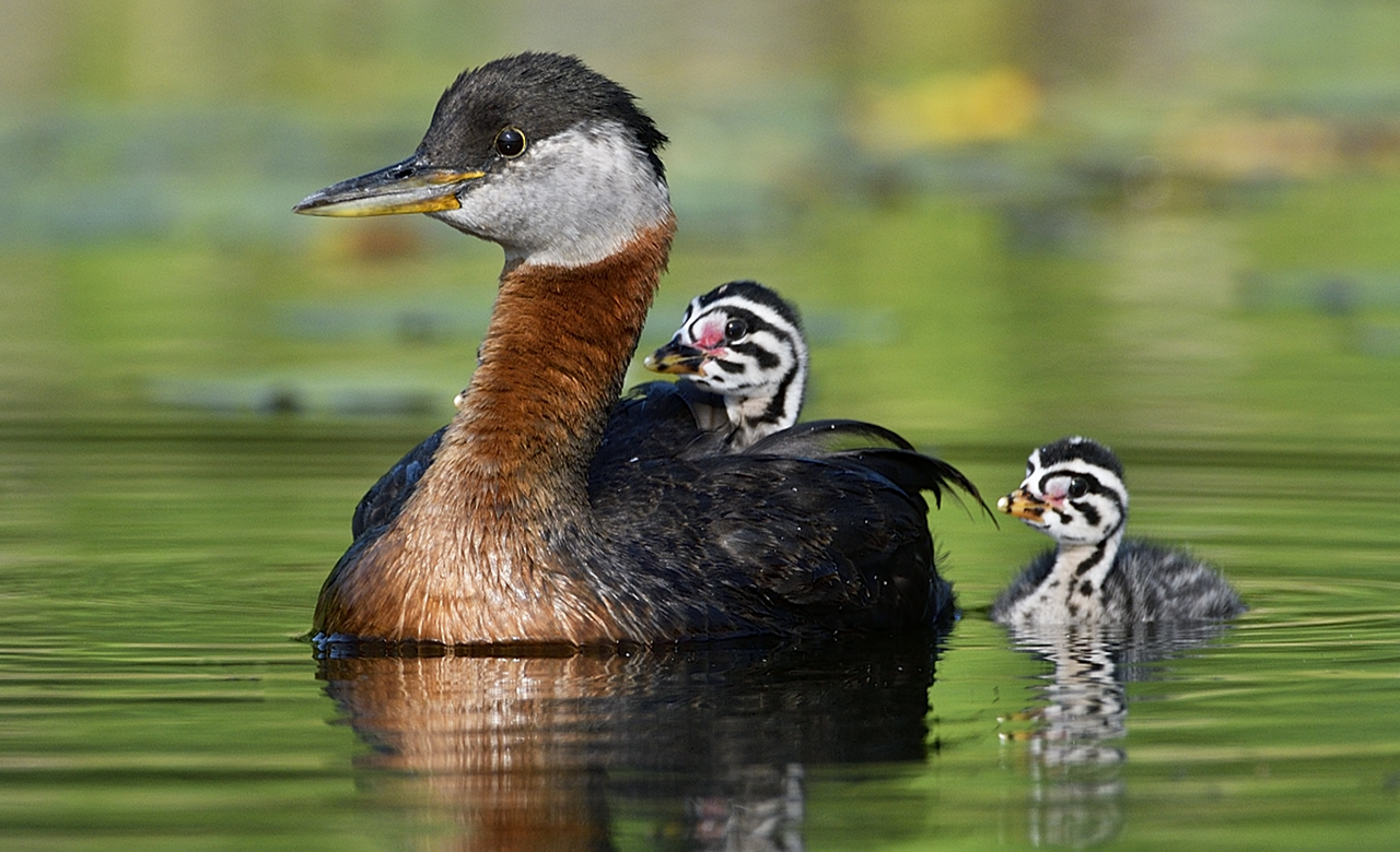 Family
