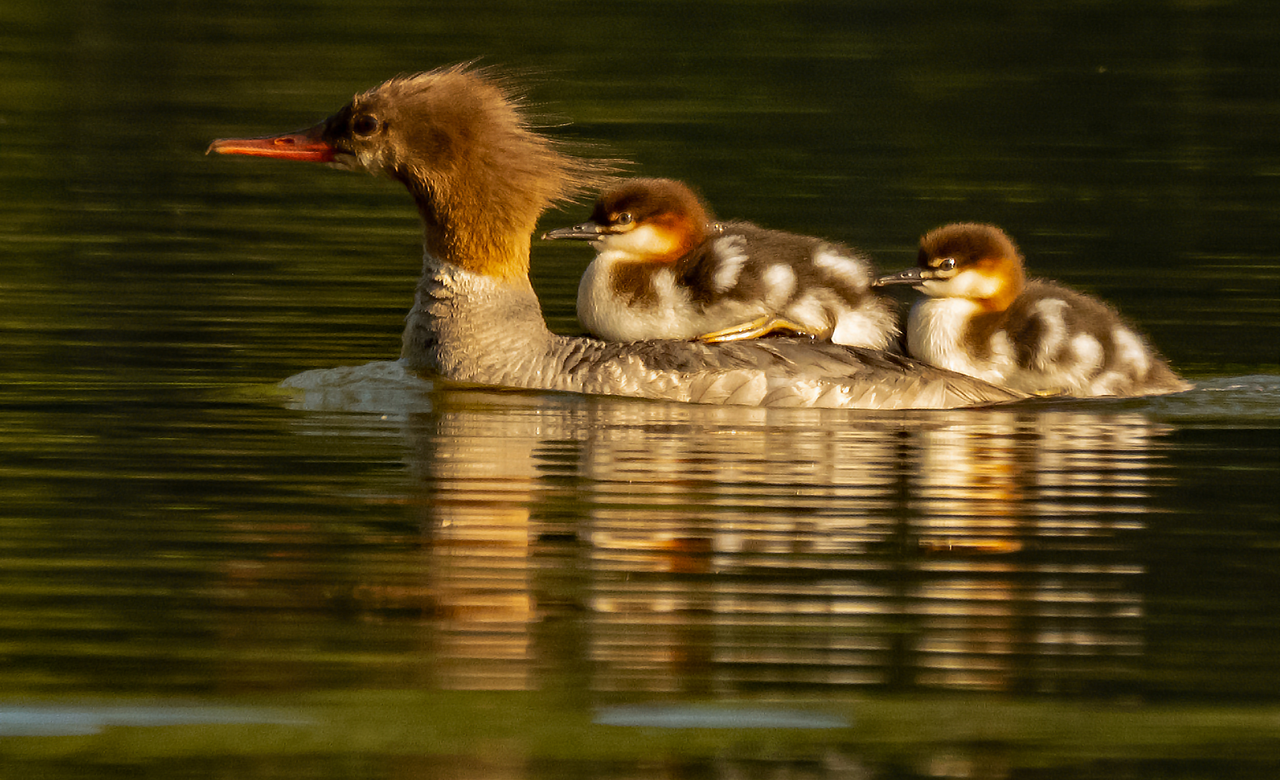 Common Merganser With Young 4