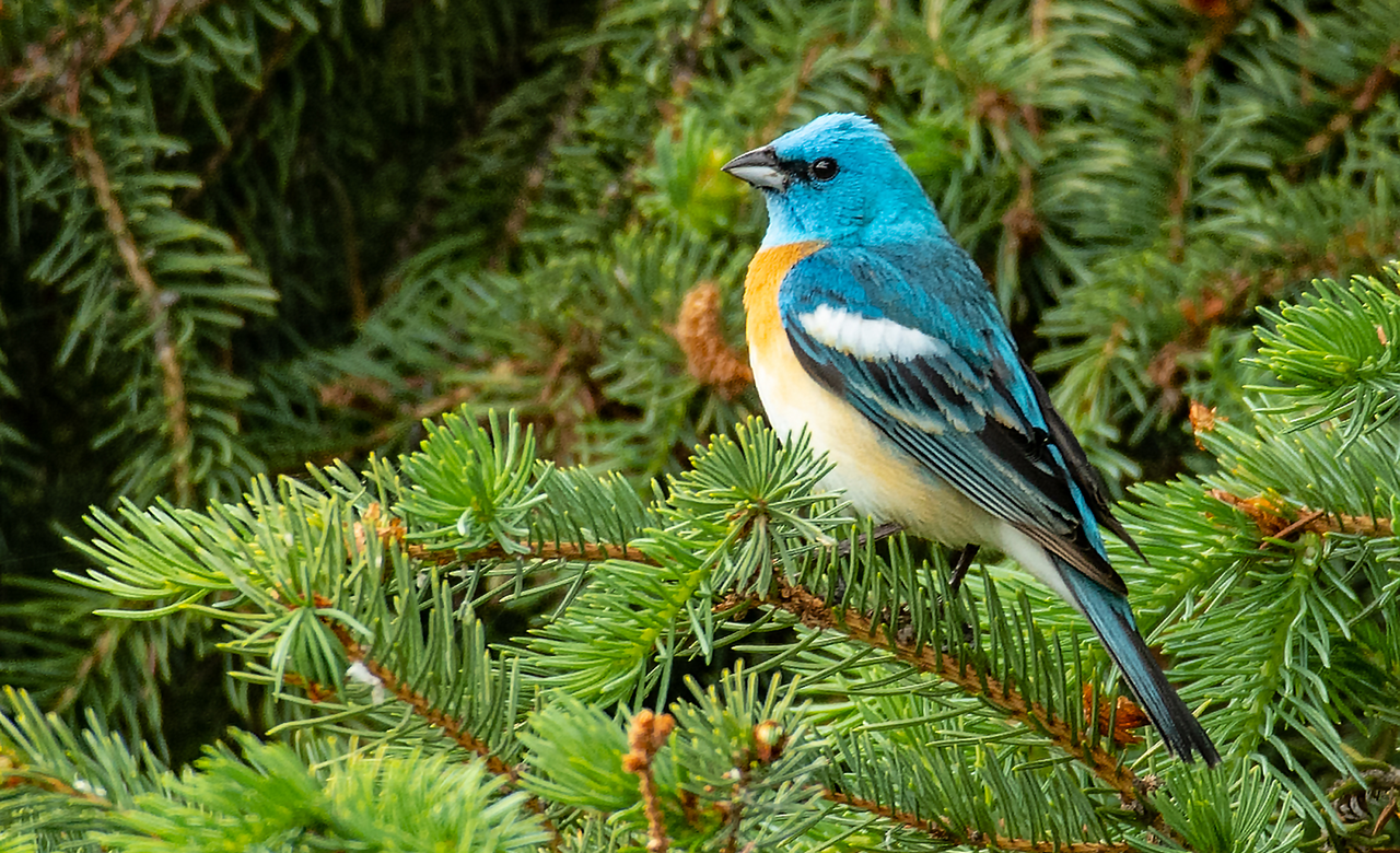 Lazuli Bunting 1