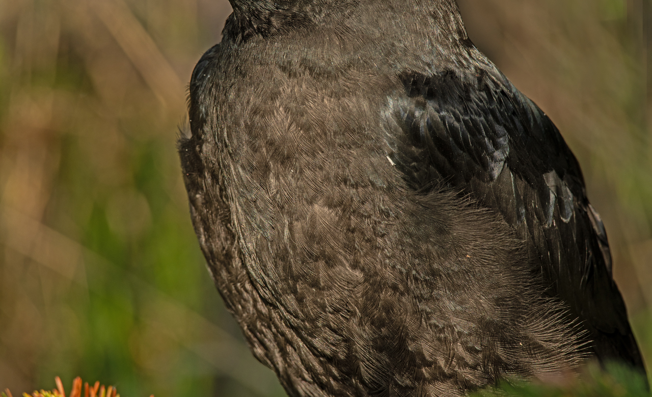 Newly Fledged Raven 3
