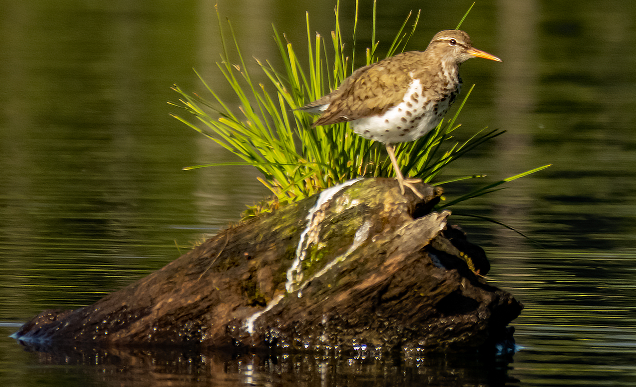 Spotted Sandpiper 1