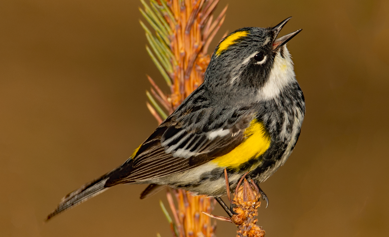 Yellow-rumped Warbler 1