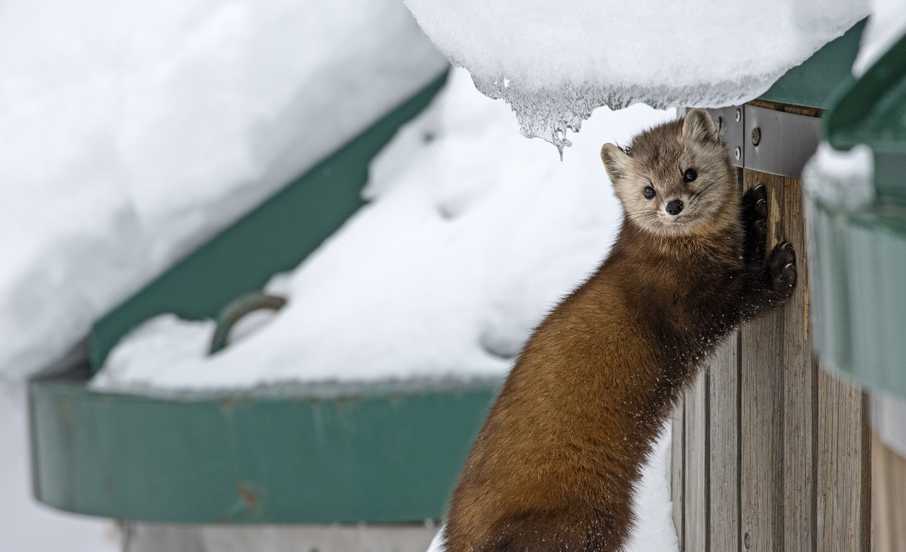 American Marten