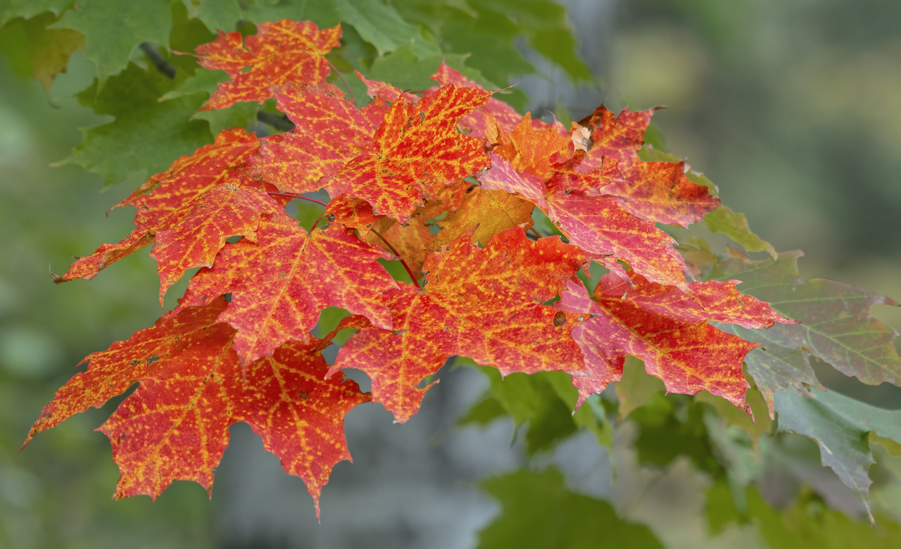 A splash of colour