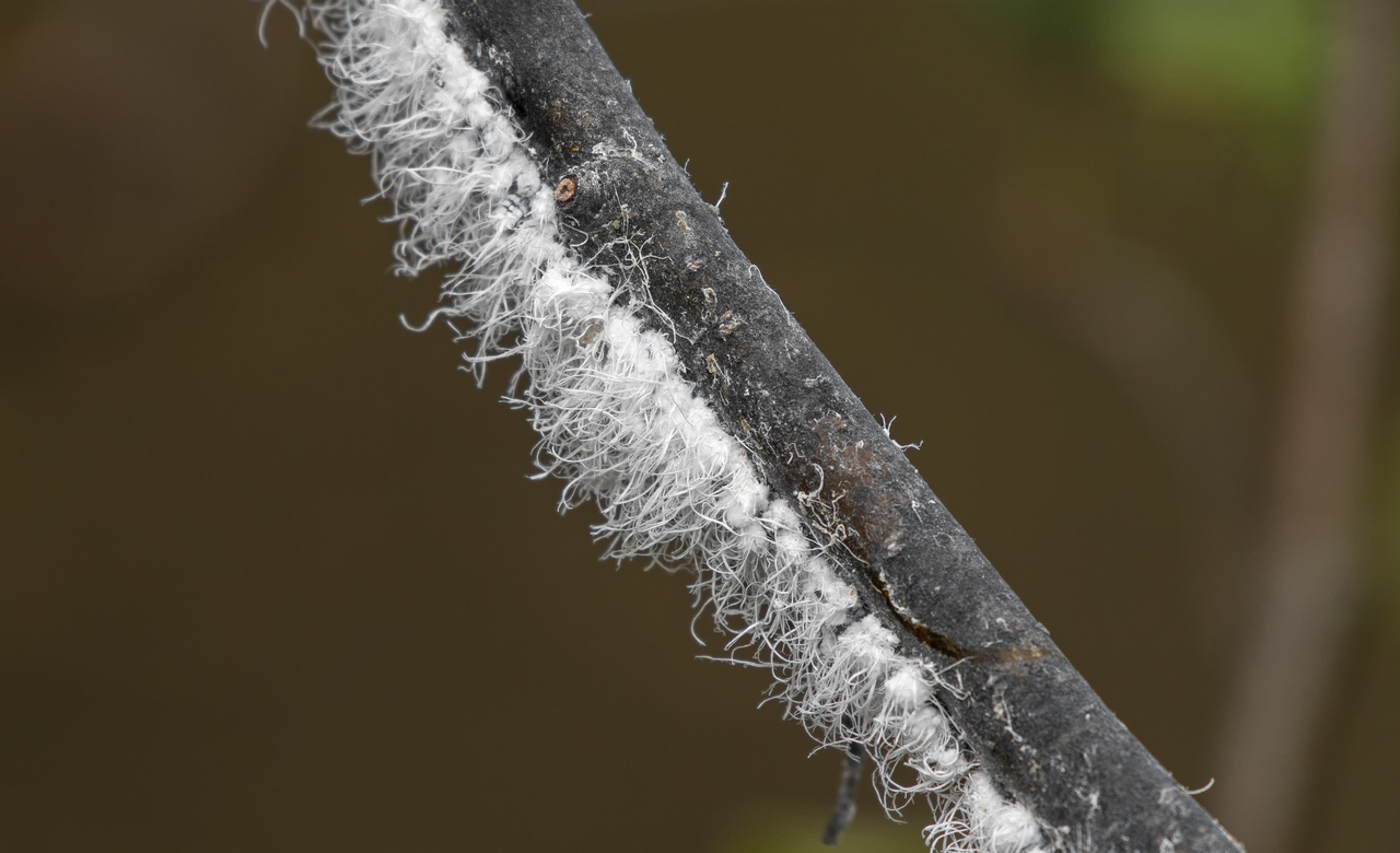 Mealybugs
