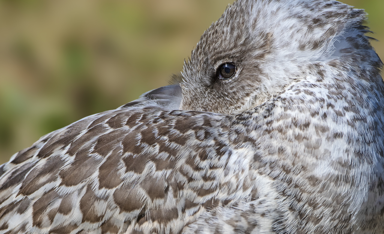 Juvenile