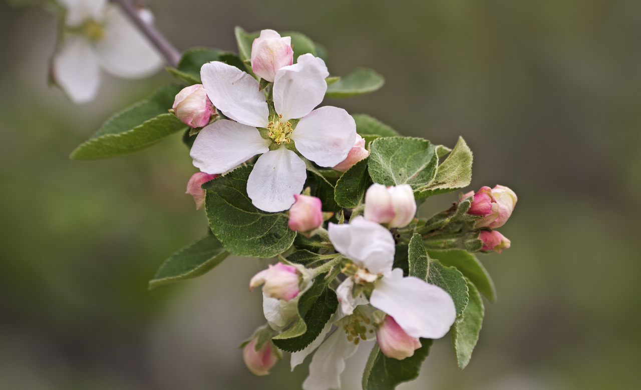 Crabapples in the making