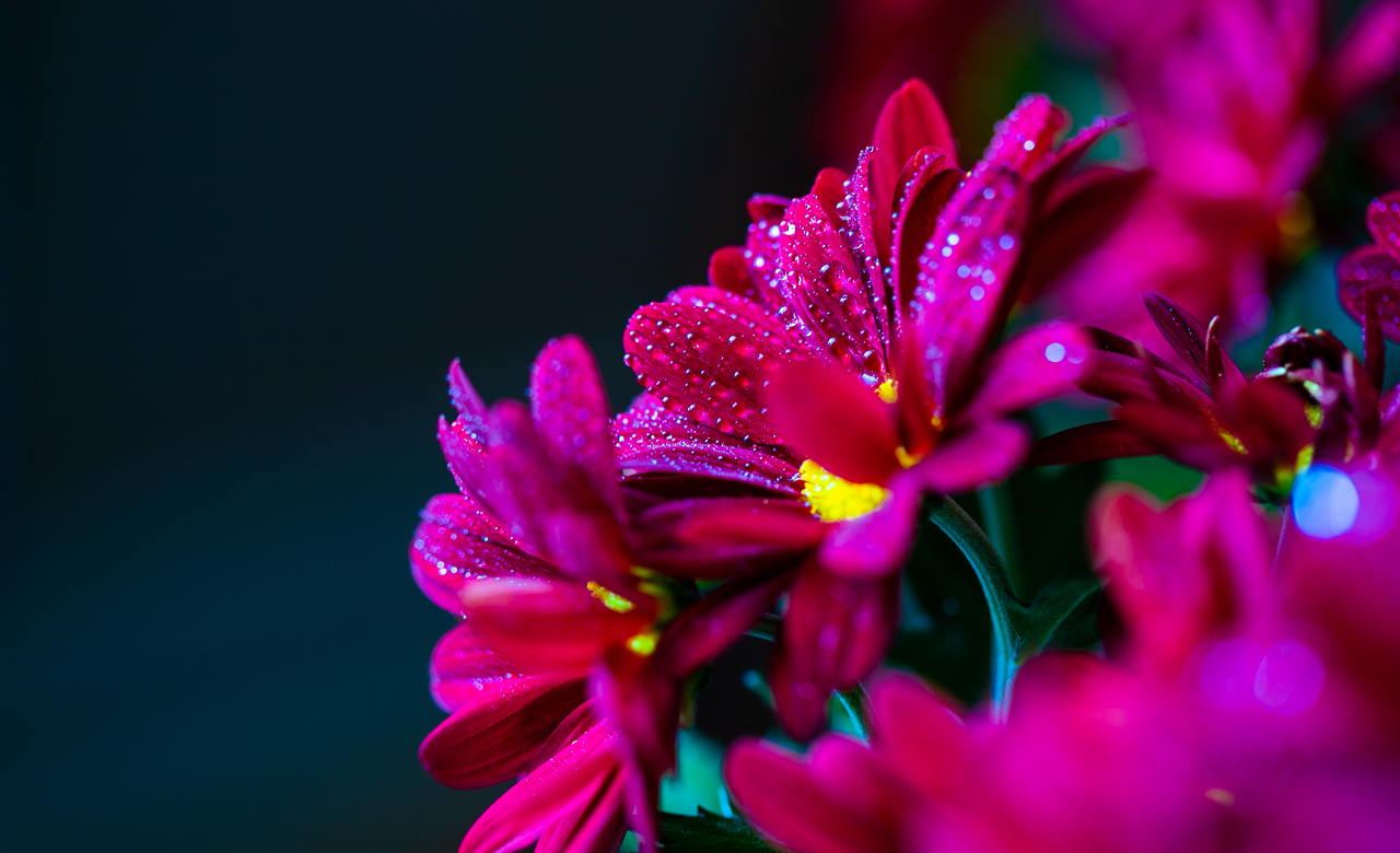 Dew drops on flowers