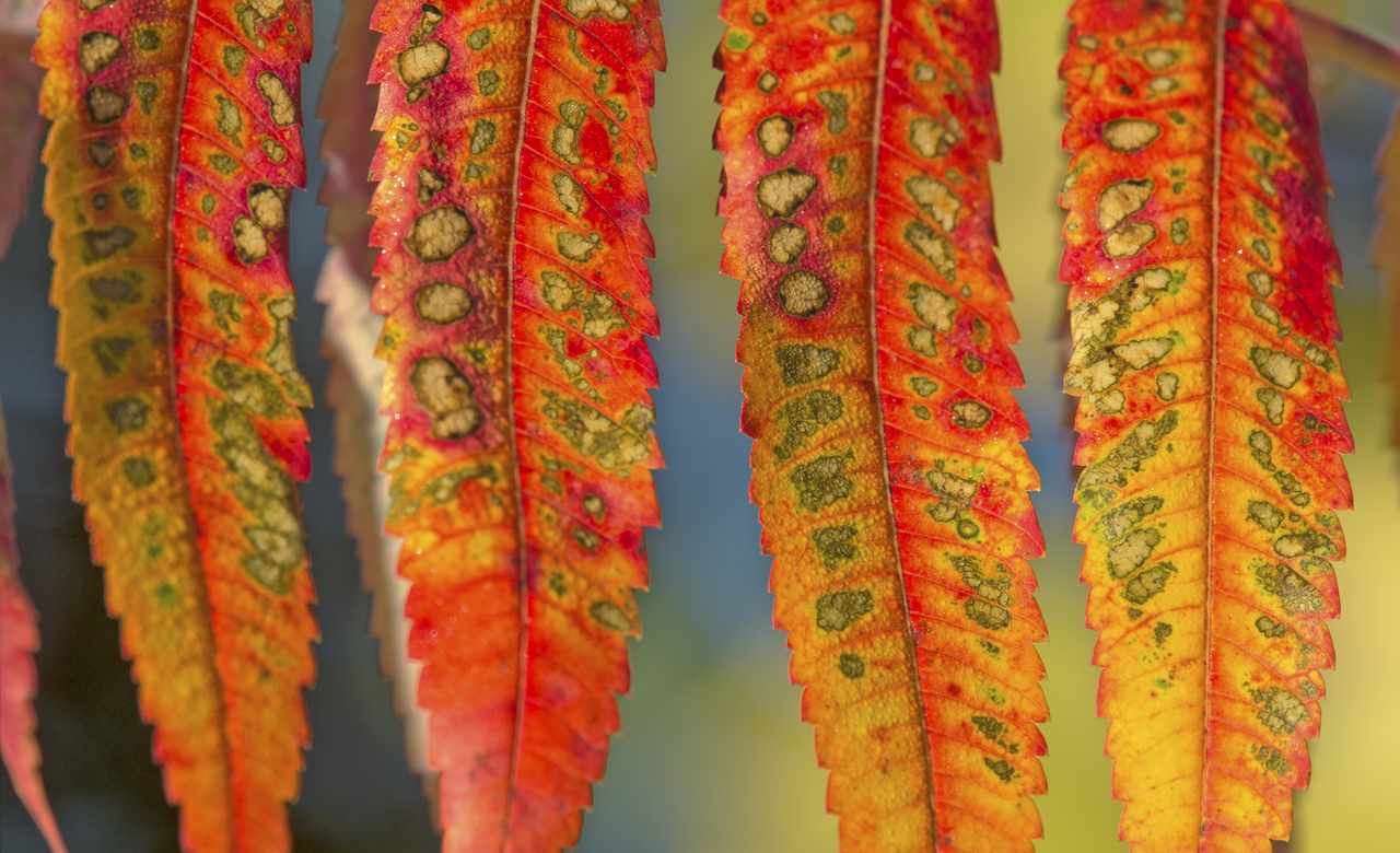 Sumac