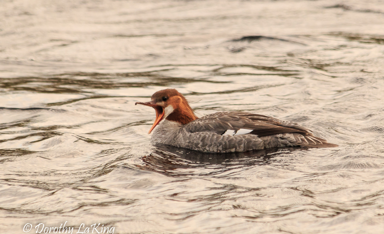 Merganser Calling