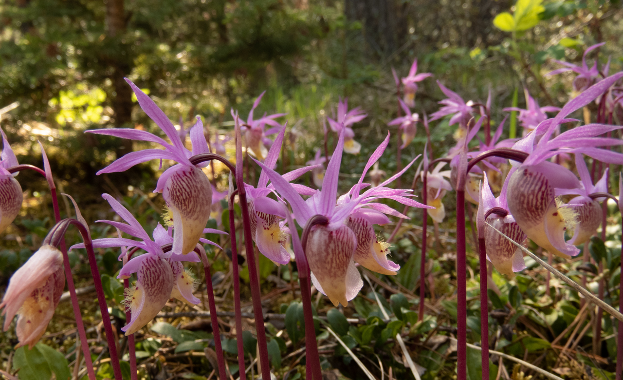 Calypso Orchids 1