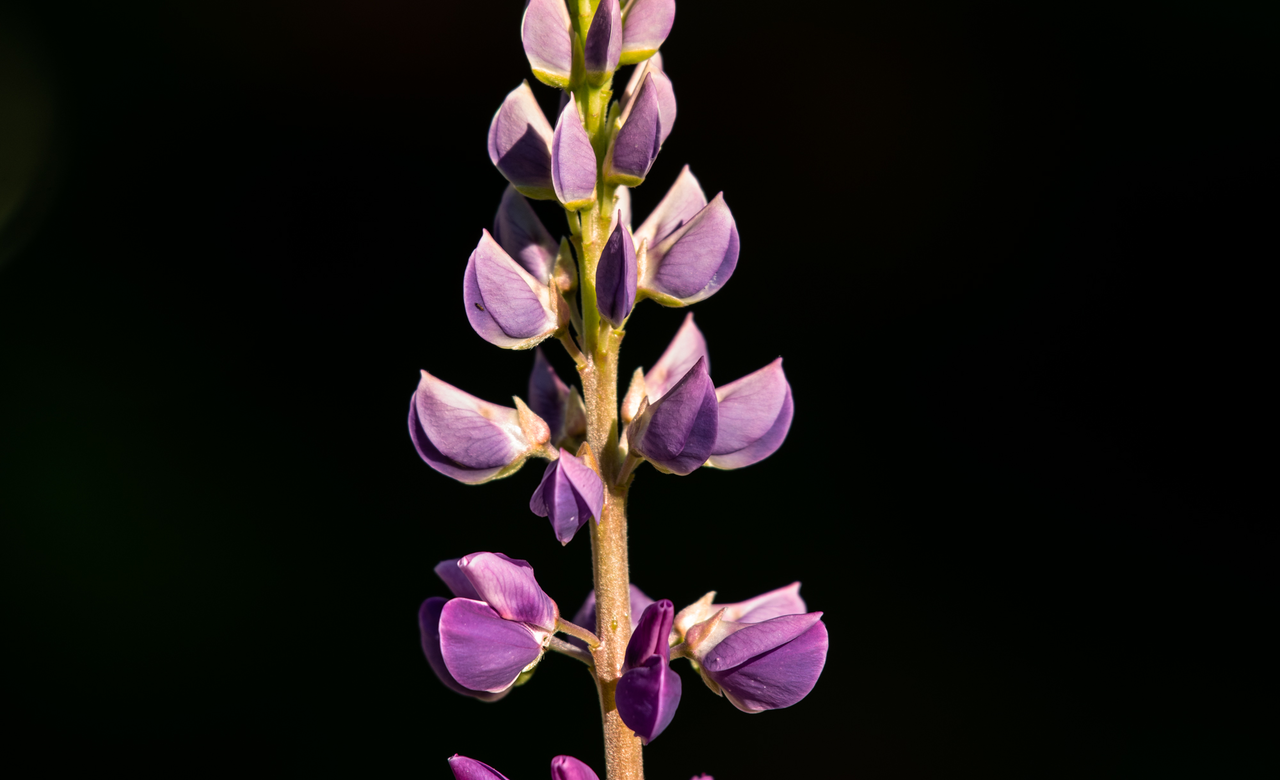 Wild Lupine 1