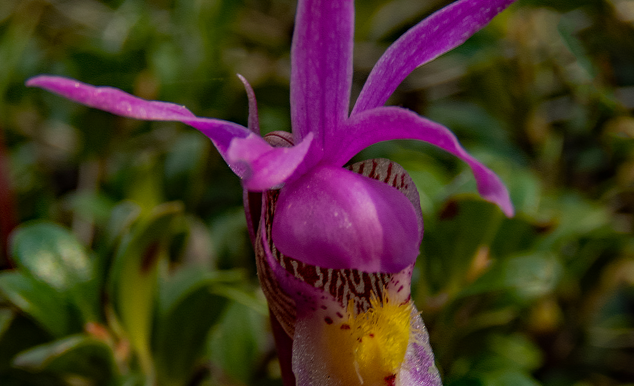 Calypso Orchid 1