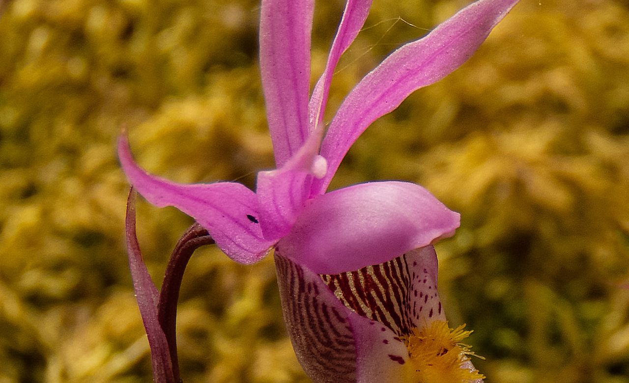 Calypso Orchid 3
