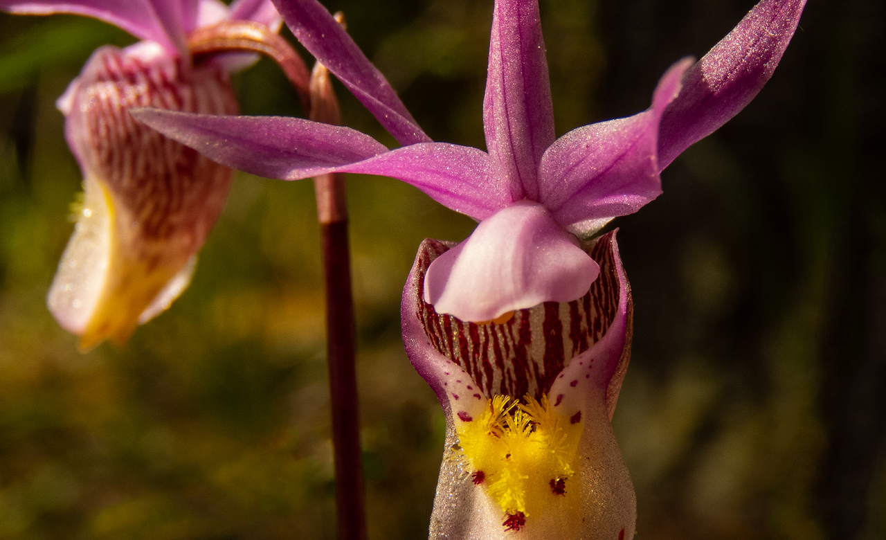 Calypso Orchids 2