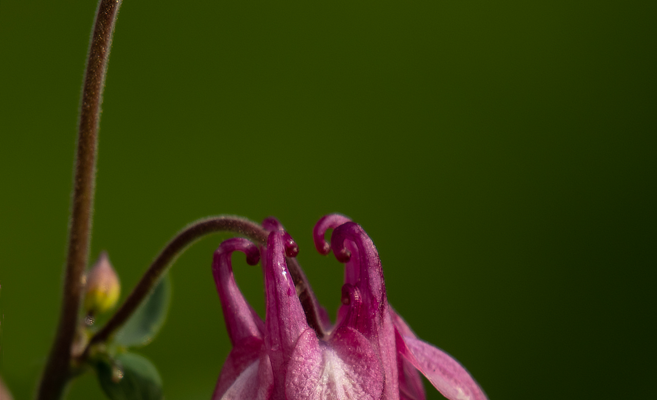 Western Columbine Wildflower 1