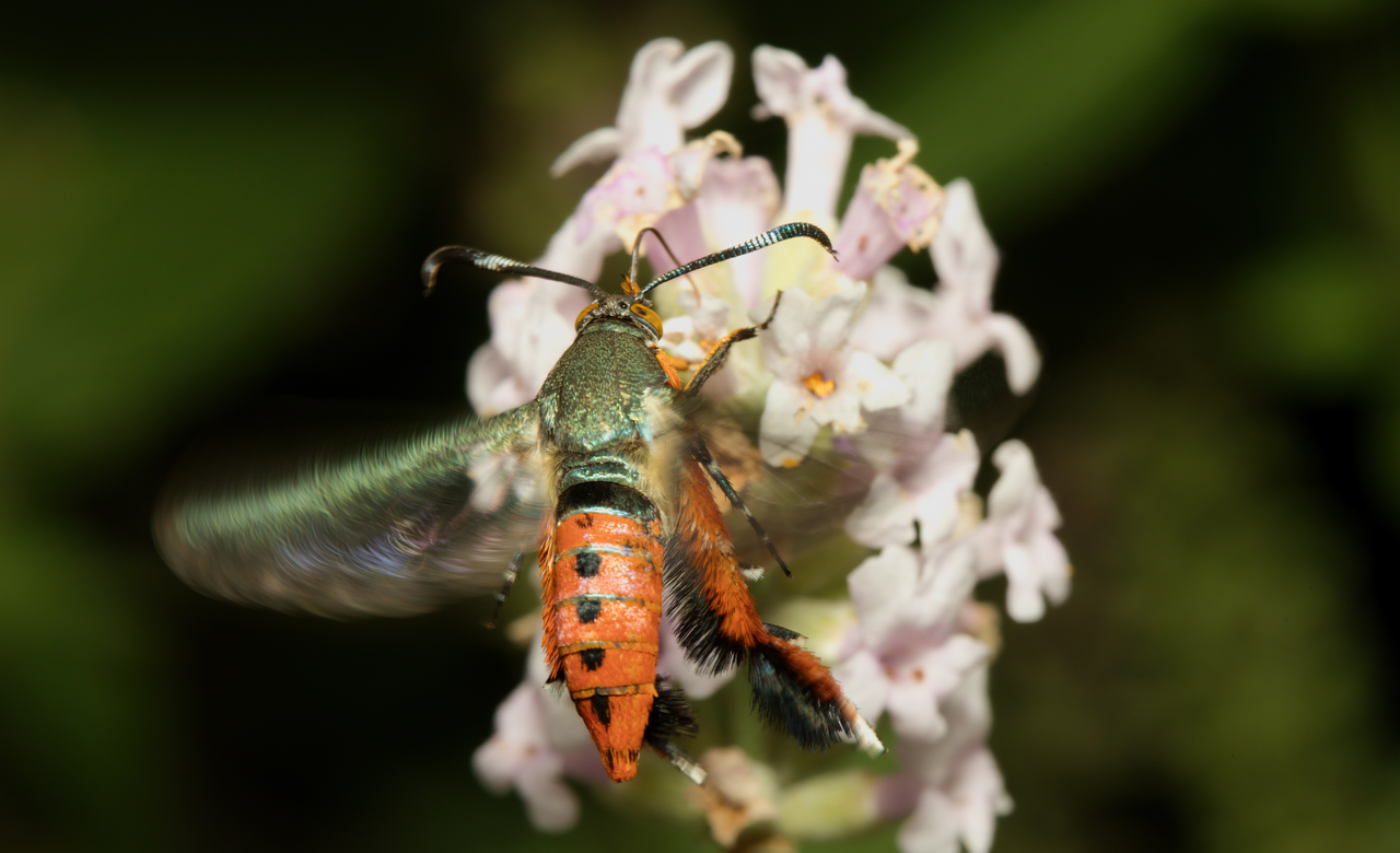Squash vine borer moth