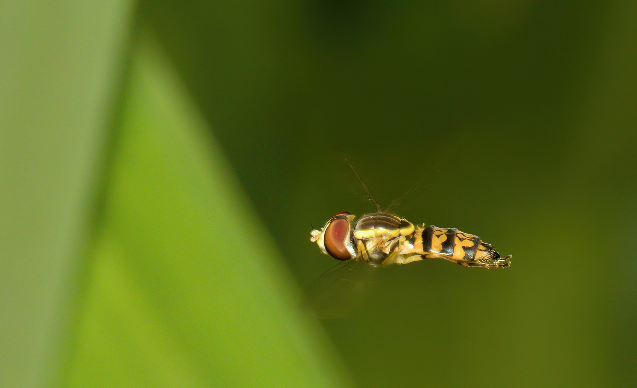 Hoverfly