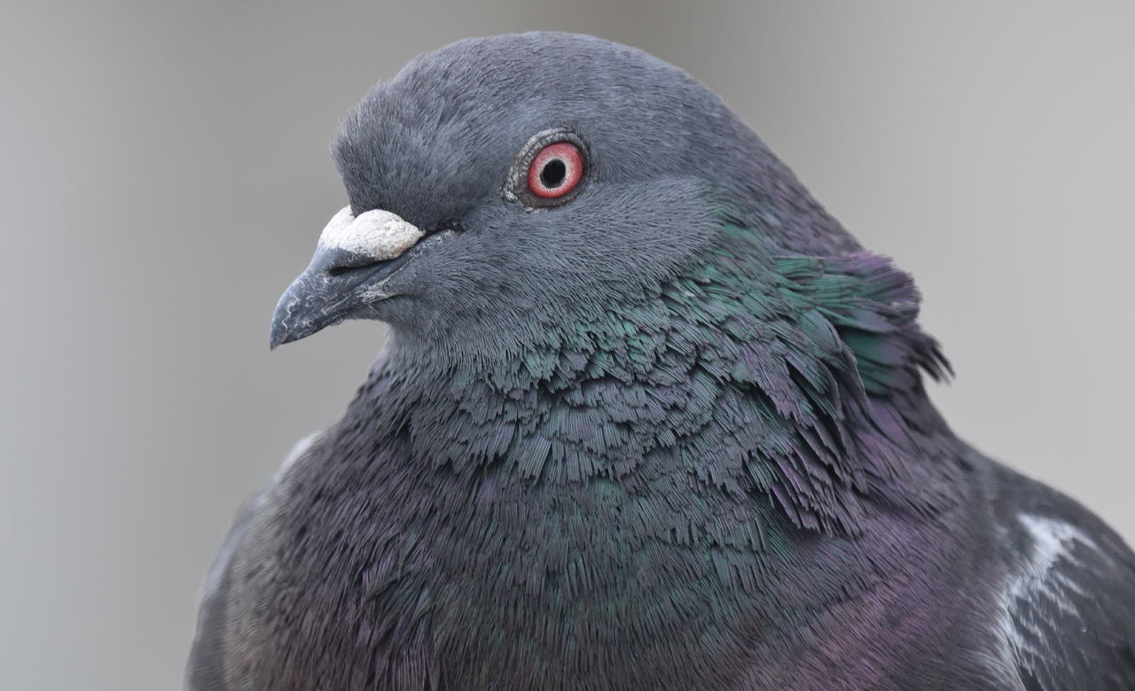 Gray pigeon