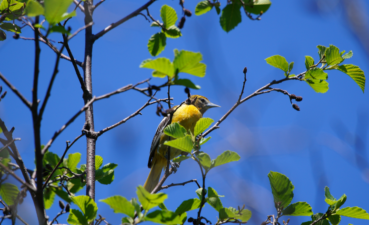 Baltimore Oriole (female)