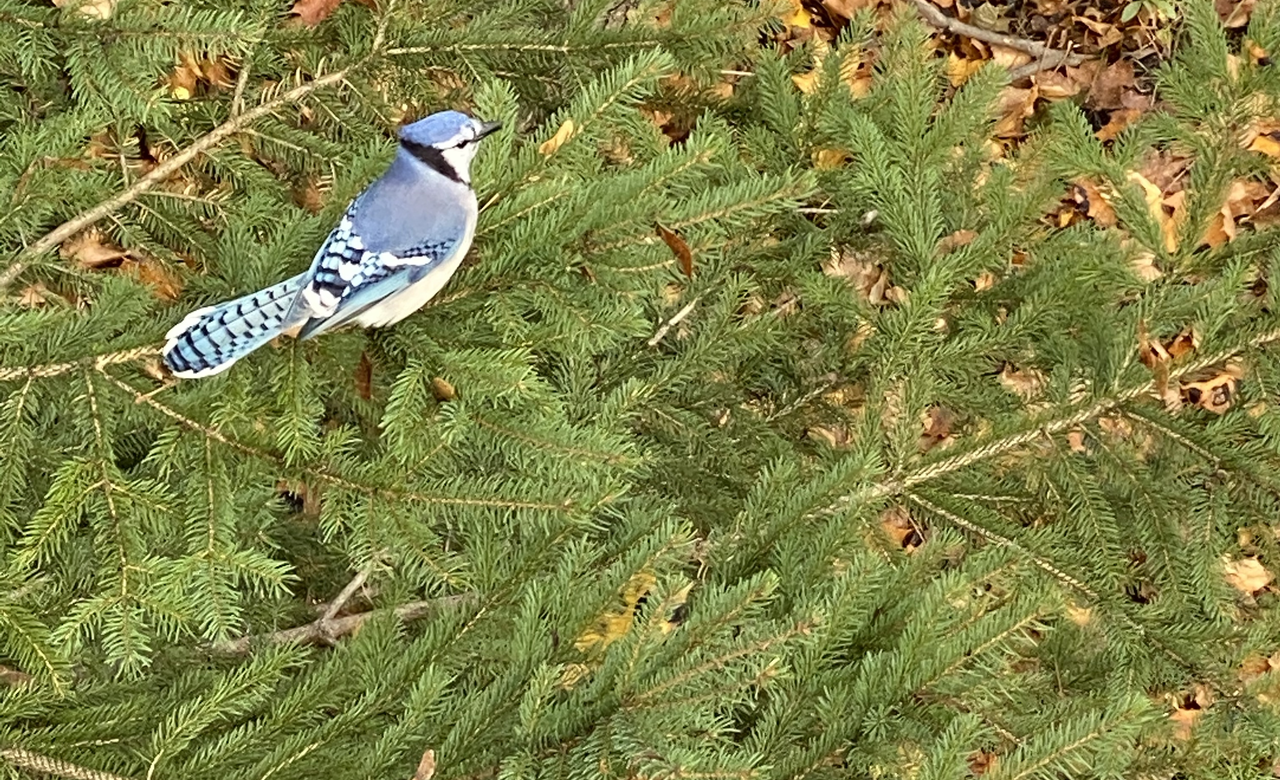 Bluejay