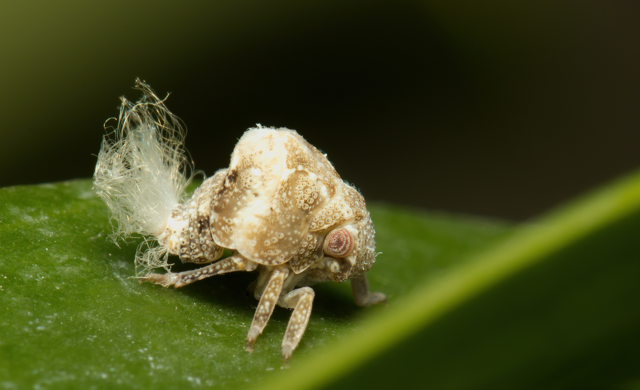 Planthopper nymph