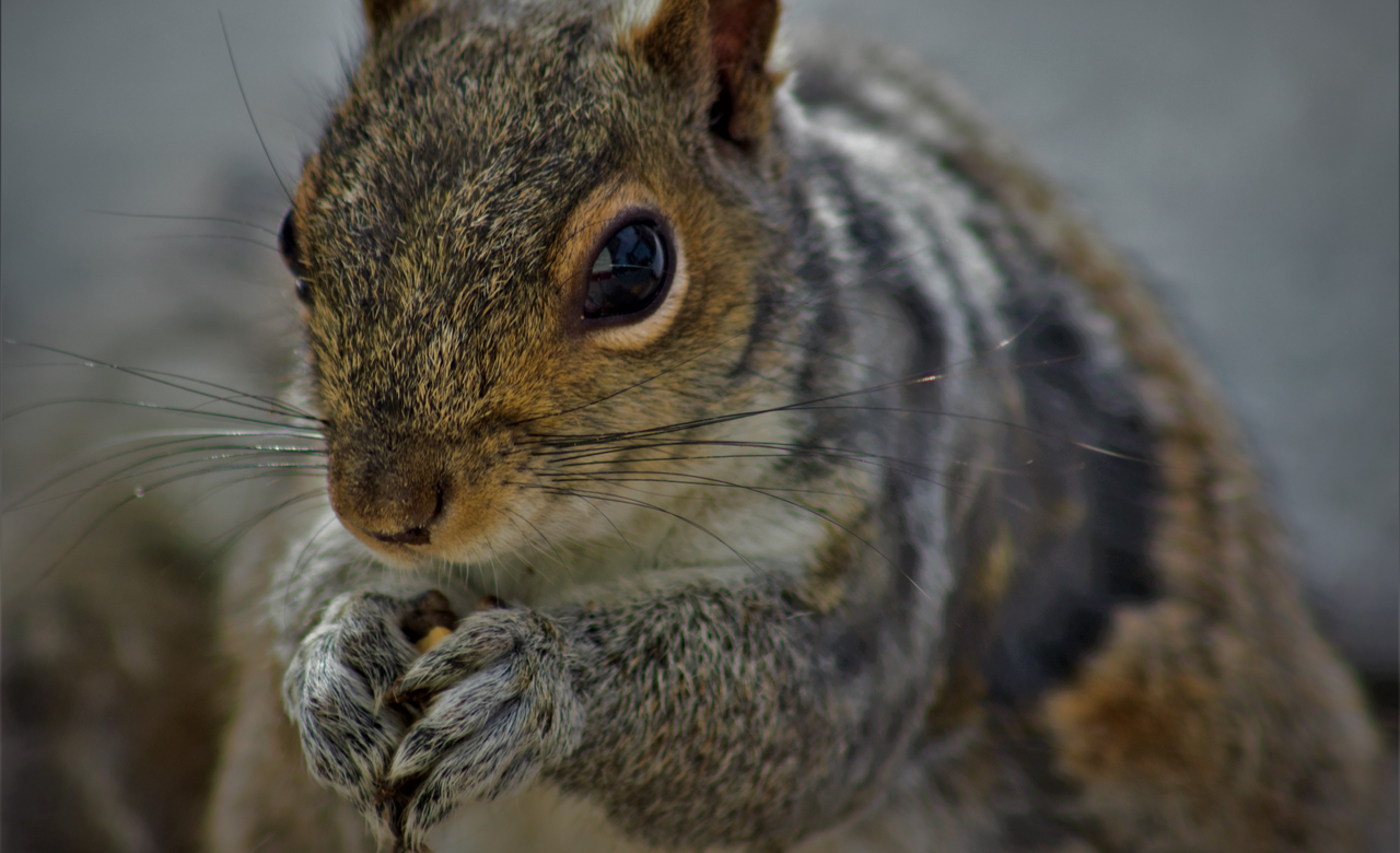 Hungry little guy 