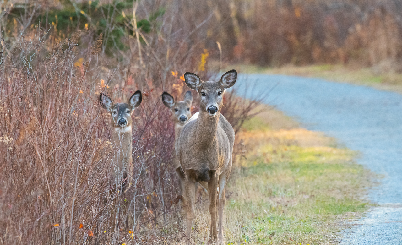 Doe-Ray-Me