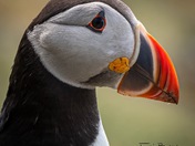 Atlantic Puffin