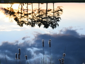 Cattail reflections