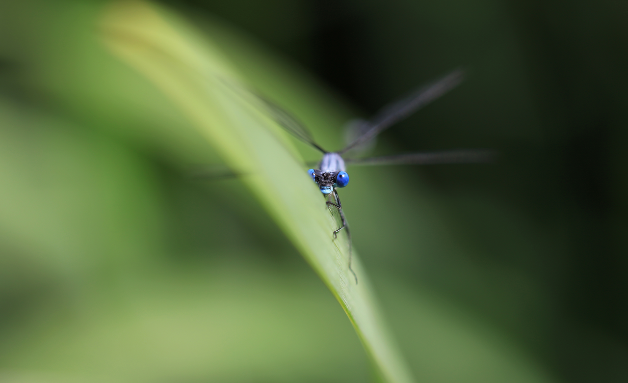 Big blue eyes