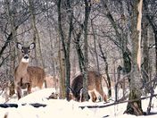 Mom and baby surprised in the woods.